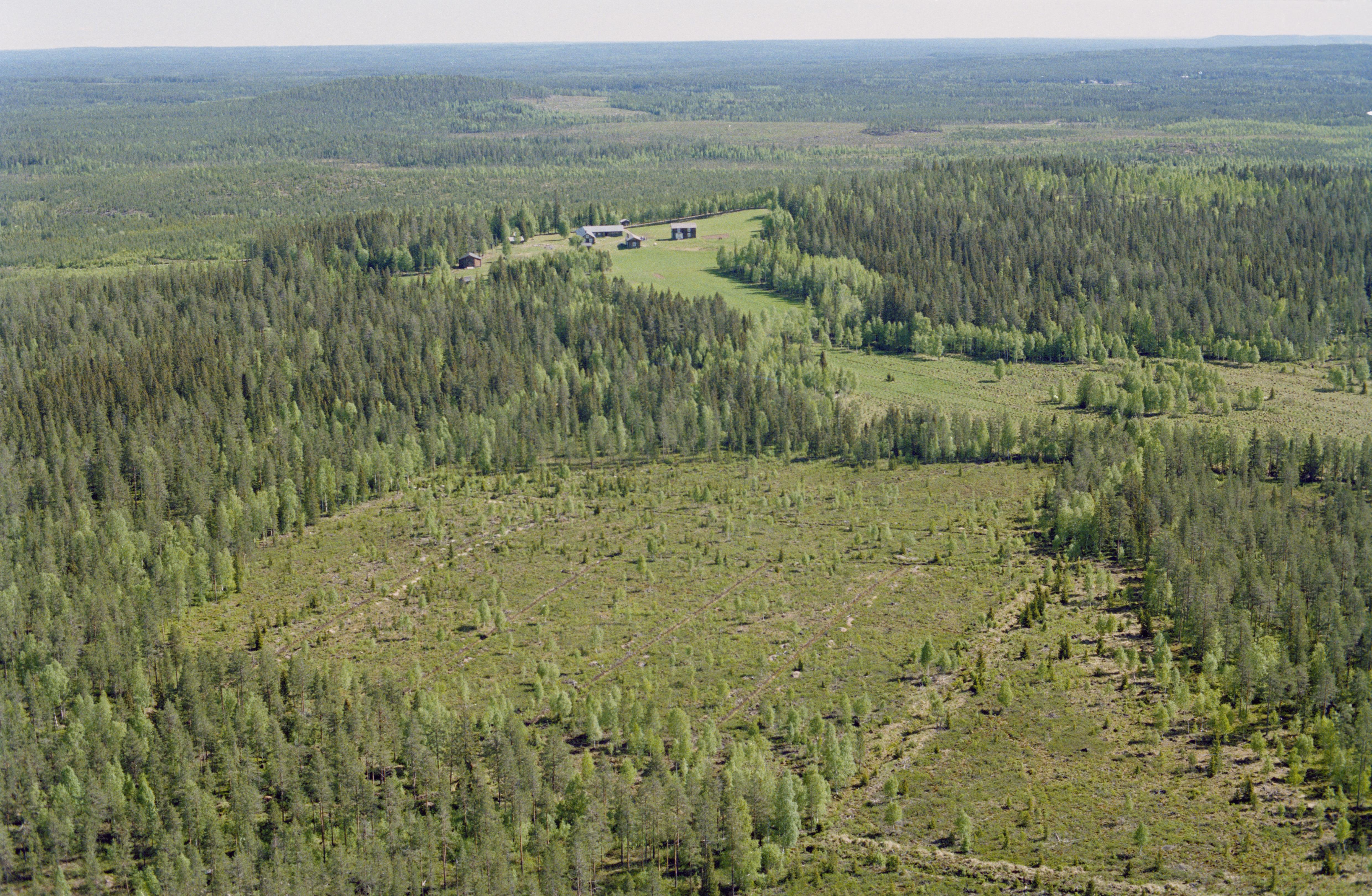 Jan Norrman, Rismyrliden