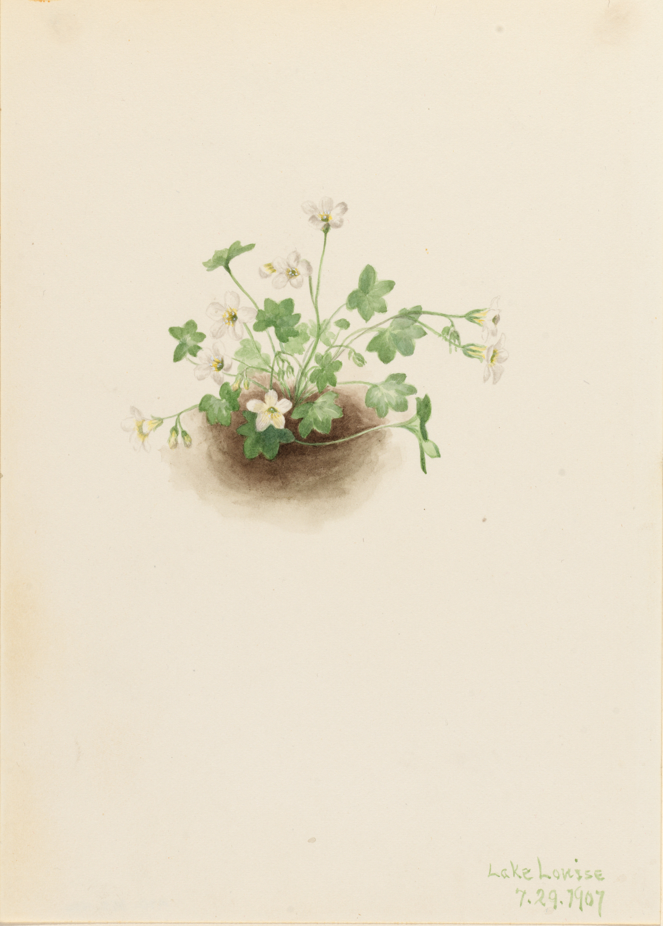 Mary Vaux Walcott, Mistmaiden (Romanzoffia sitchensis)