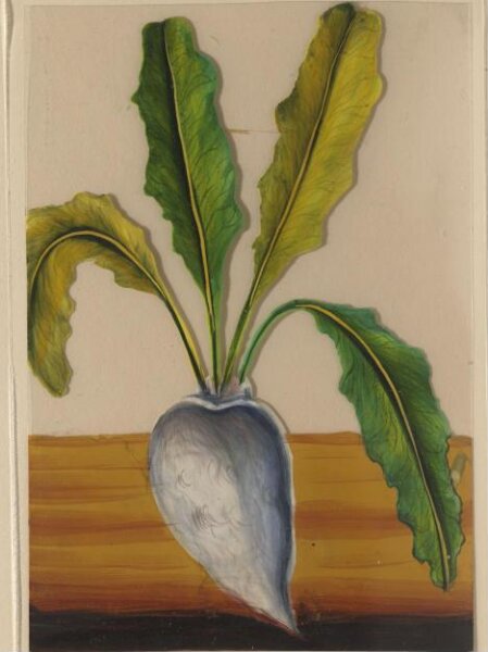 Unknown, One of twelve drawings of fruits and vegetables.