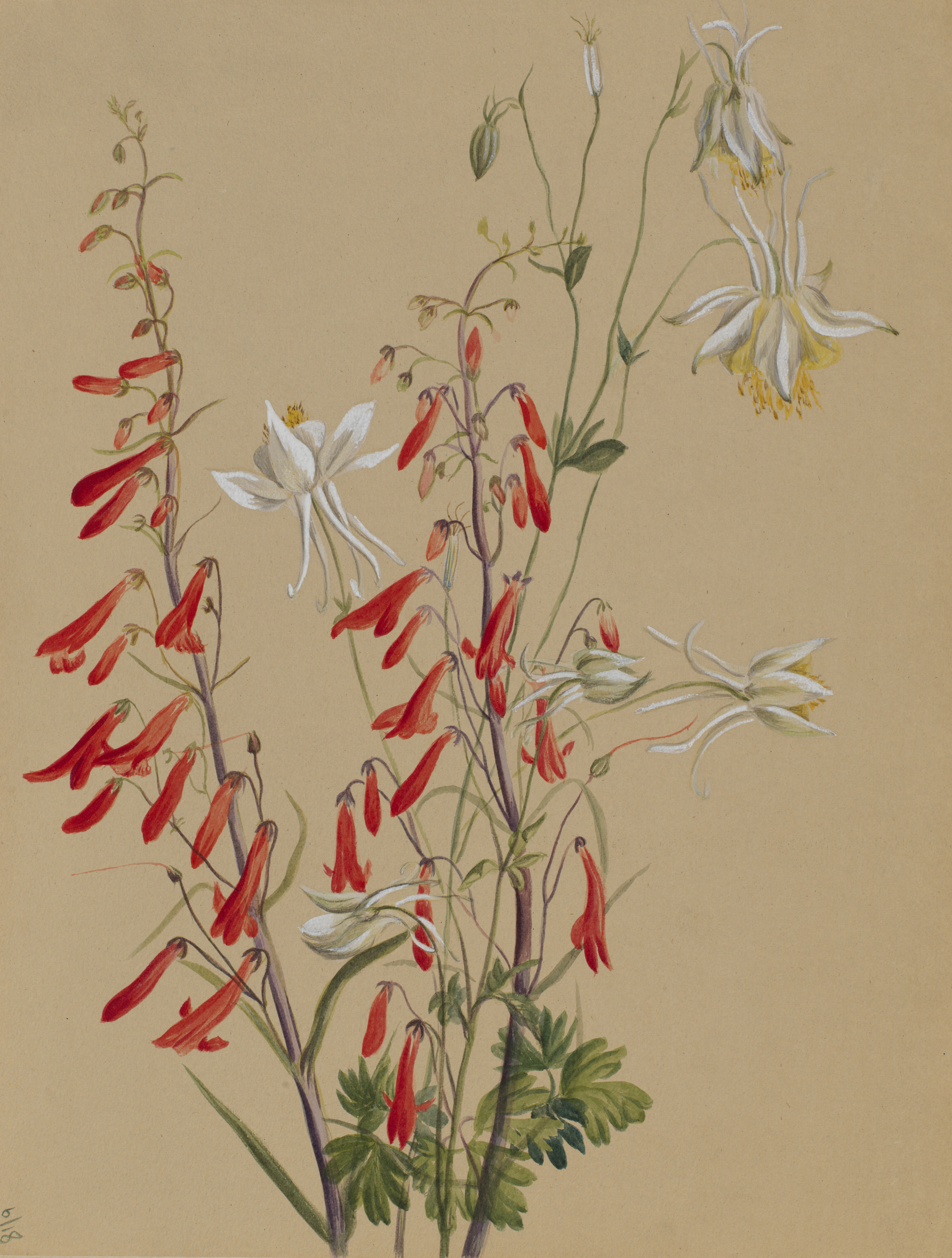 Mary Vaux Walcott, Untitled--Flower Study