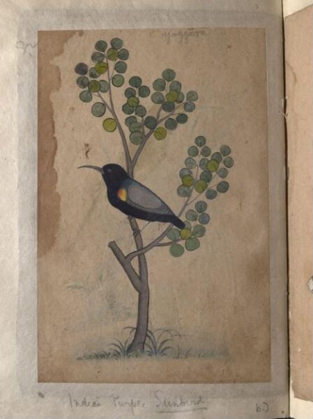 Unknown, Depictions of a common Indian bee-eater and a Indian purple sunbird of Northern India
