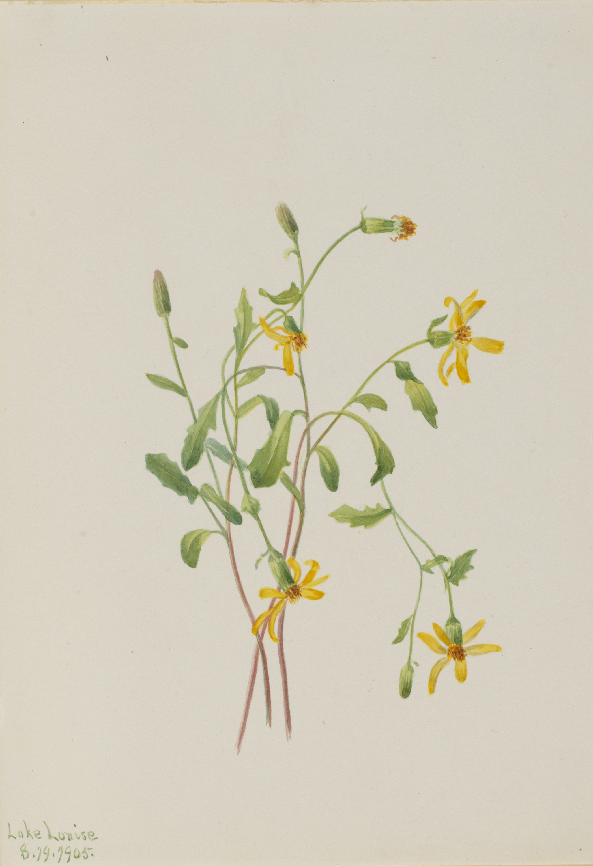 Mary Vaux Walcott, Alpine Ragwort (Senecio species)