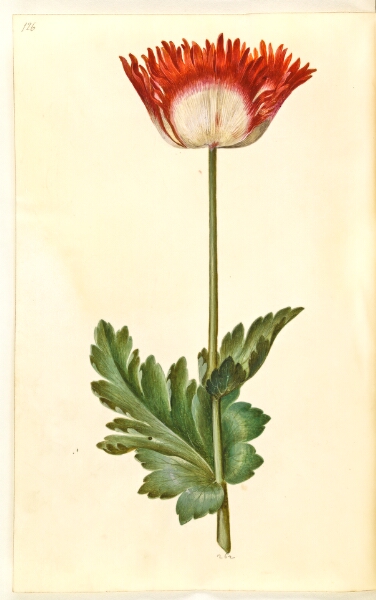 Hans Simon Holtzbecker, Papaver somniferum (opium-valmue)