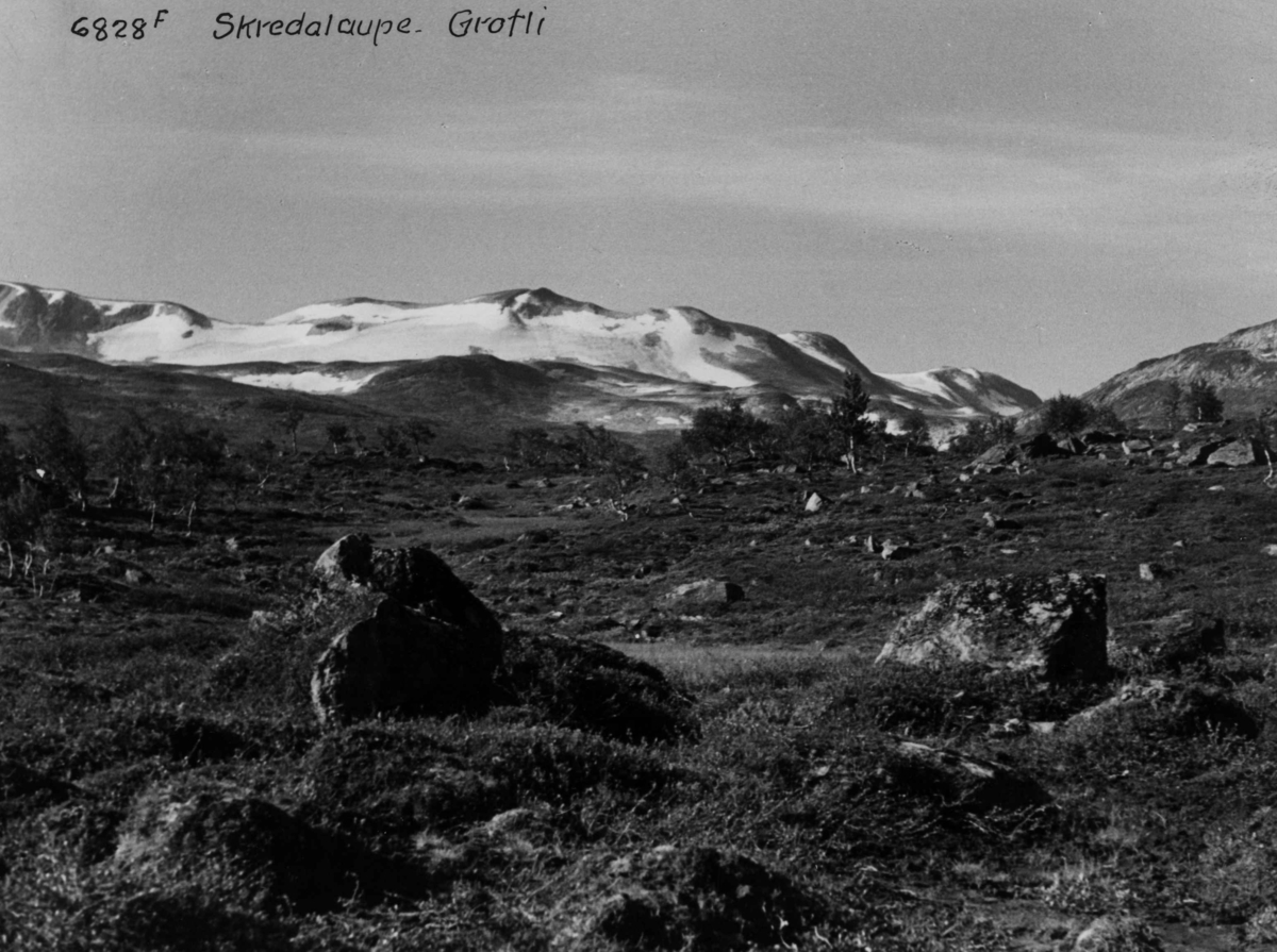 Anders Beer Wilse, Skridulaupen Fjellvidde