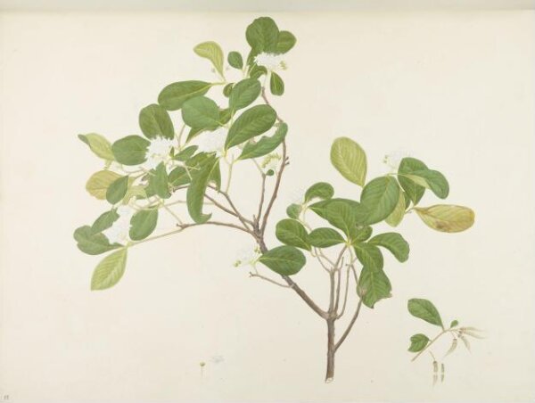 unknown, Flowers and Fruits