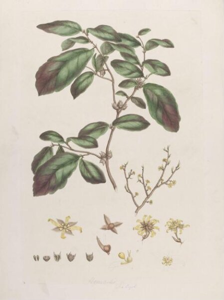 John Miller, Print