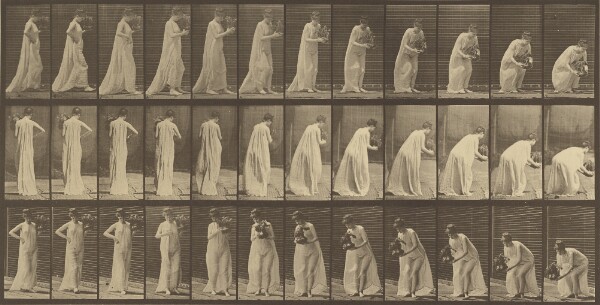 Eadweard J. Muybridge, Animal Locomotion