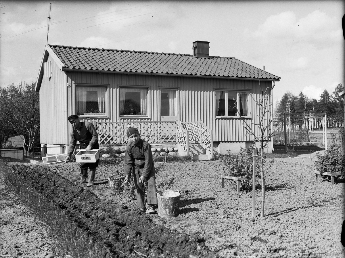Paul Sandberg, Potato farming in the garden of the detached home, probably the Outer Black Brook, Uppsala May 1943