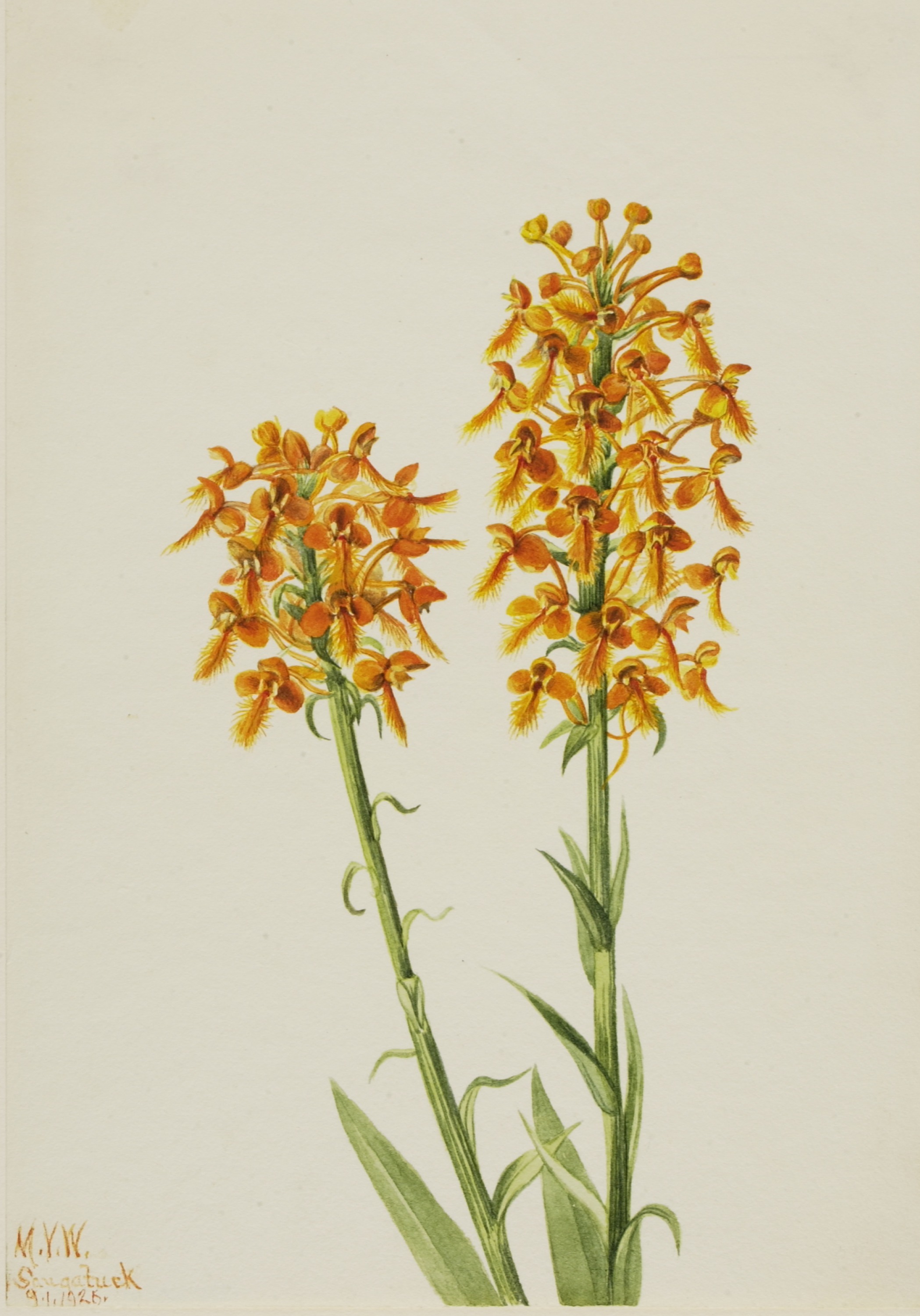 Mary Vaux Walcott, Yellow Fringe Orchid (Habenaria ciliaris)