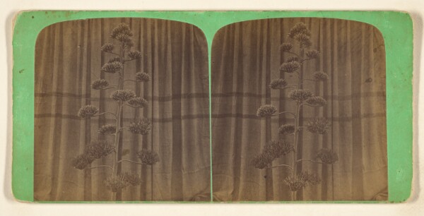 Gates & Malette, The Century Plant. (Agave Americana.) [Or Striped American Aloe.] Exhibited at the Genesee Valley Nursuries of Frost & Co.,..NY.
