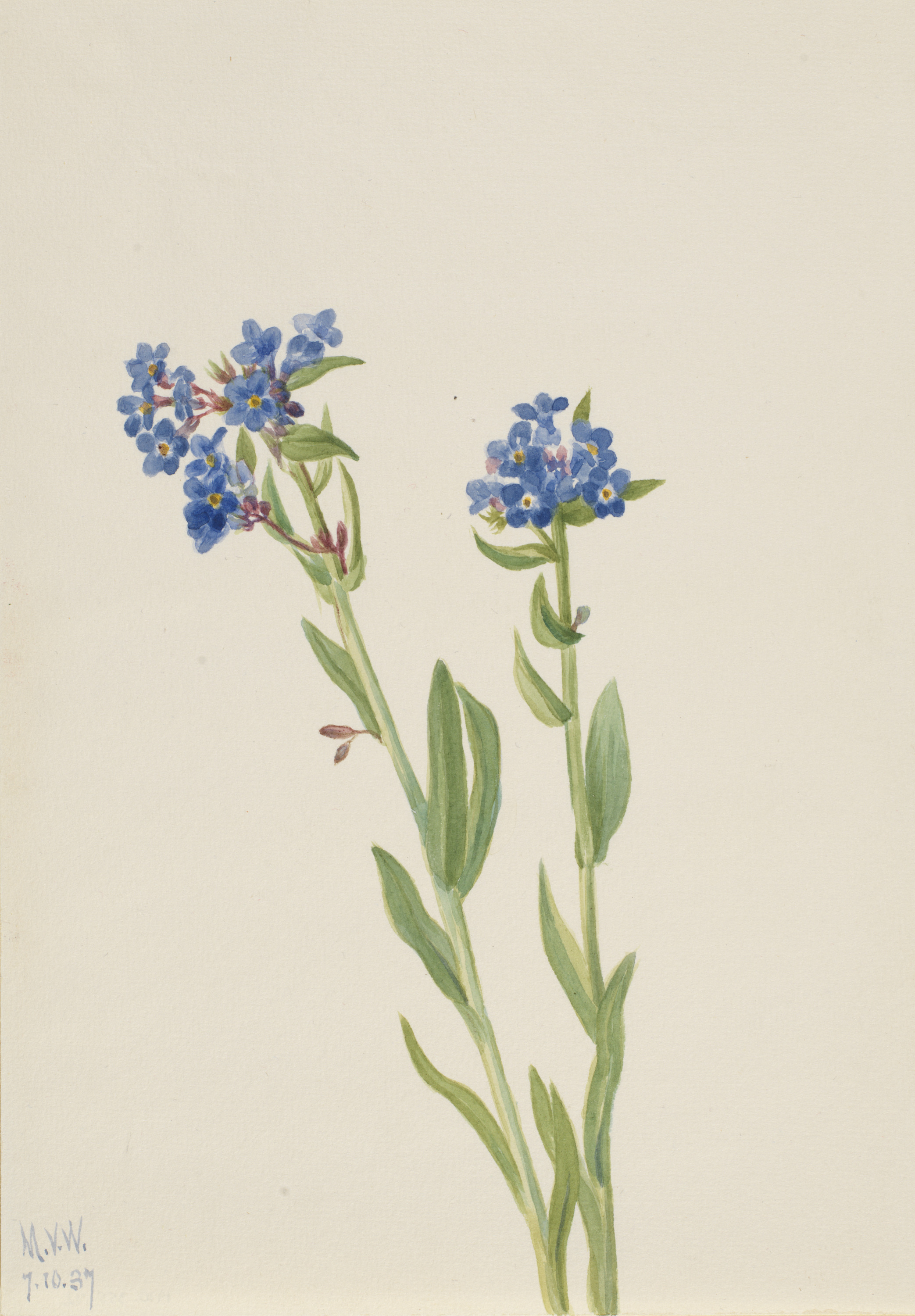Mary Vaux Walcott, Alpine Forget-Me-Not (Myosotis alpestris)