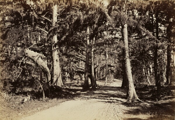 Carleton Watkins, [Road through Cypress Grove]