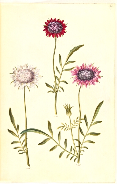 Hans Simon Holtzbecker, Scabiosa atropurpurea (enkeblomst)
