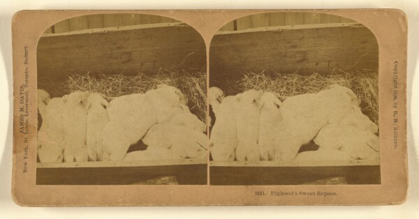 Benjamin West Kilburn, Pighood's Sweet Repose.