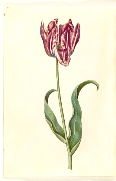 Hans Simon Holtzbecker, Tulipa gesneriana (have-tulipan)