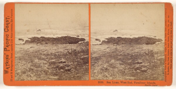 Carleton Watkins, Sea Lions, West End, Farallone [sic] Islands, Pacific Ocean.