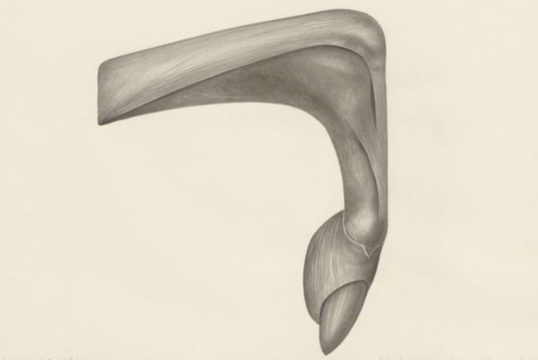 H.G Wetselaar, Muscular tissue of a mammal's finger