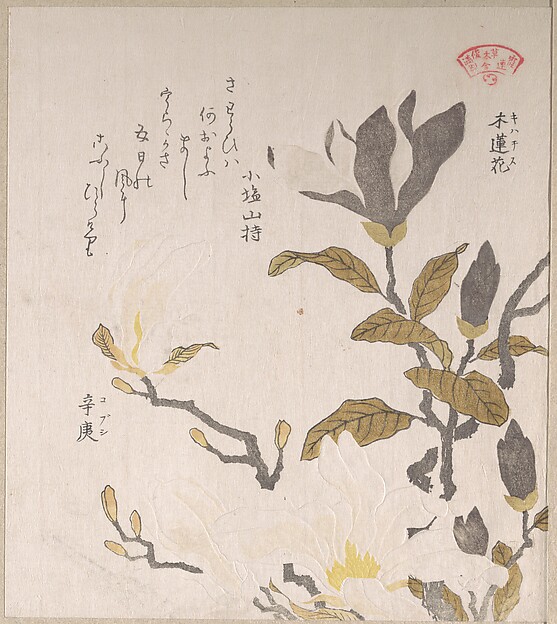 Kubo Shunman, Magnolia Flowers