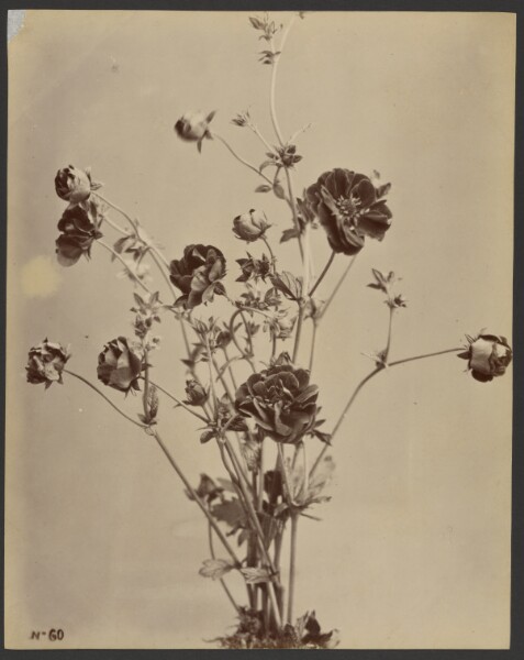 Unknown, [Floral study]