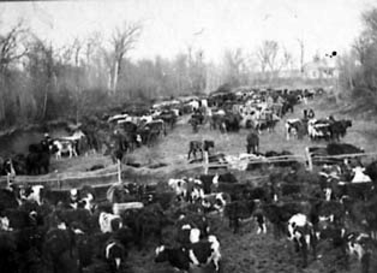 Normann Helger, EKSTERIØR: SIMEN HESTNÆS, FARM, KUFLOK, KVEG I FORGRUNNEN. VERENDRYE, N. DAKOTA, USA, UTVANDRER