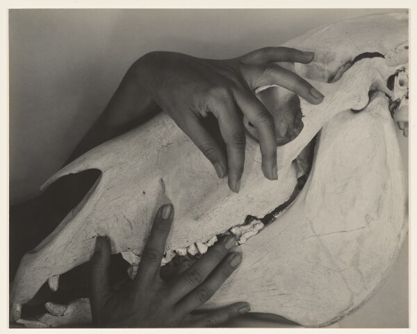 Alfred Stieglitz, Georgia O'Keeffe--Hands and Horse Skull