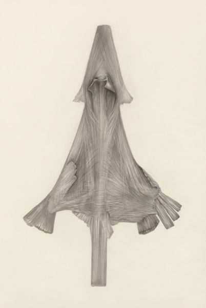 H.G Wetselaar, Muscular tissue of a lizards upper extremities