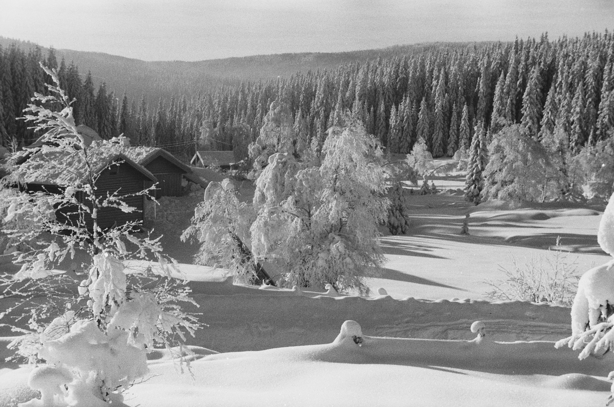 Anders Beer Wilse, Prot: Vinter Nordmarka