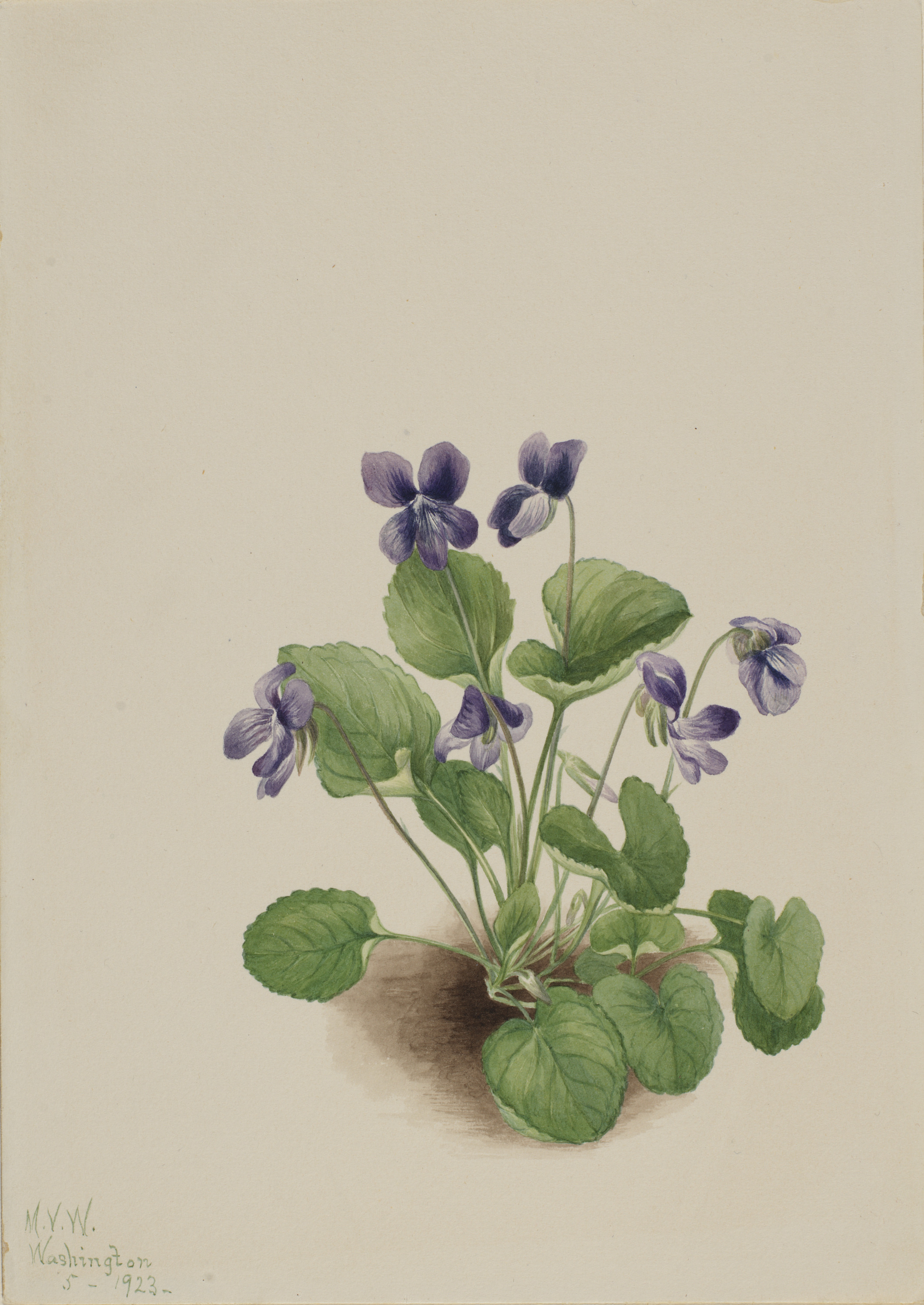 Mary Vaux Walcott, Butterfly Violet (Viola papilionacea)