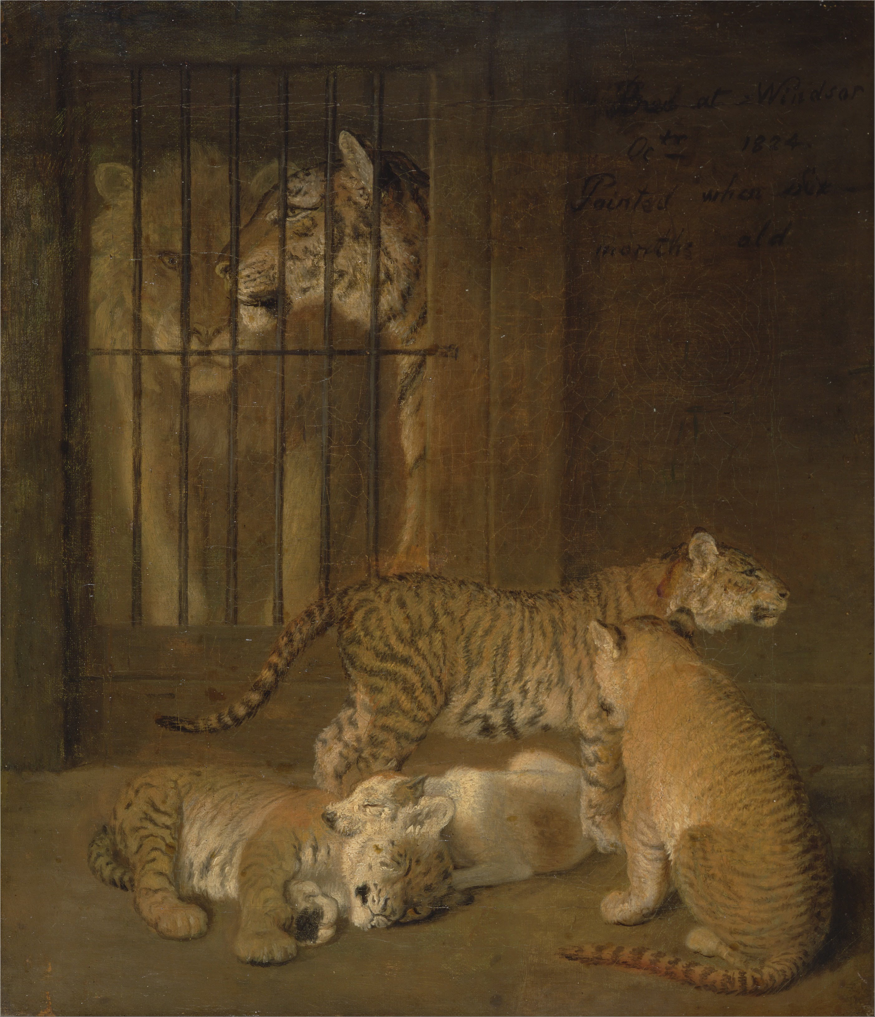 Jacques-Laurent Agasse, Group of Whelps Bred between a Lion and a Tigre