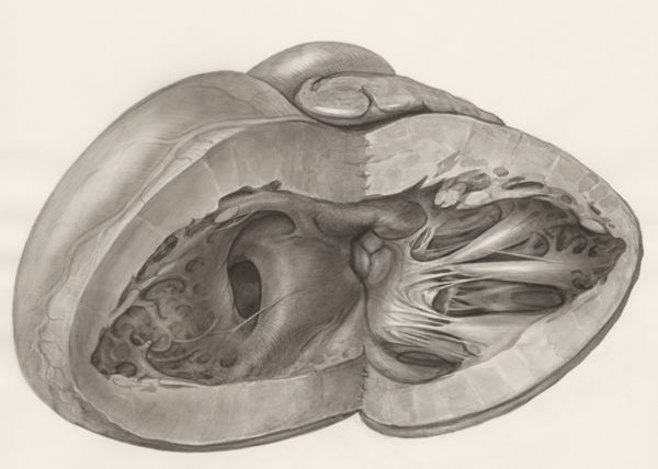 H.G Wetselaar, Heart