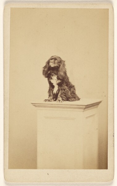 Fratelli Alinari, [Small dog posed on a pedestal]