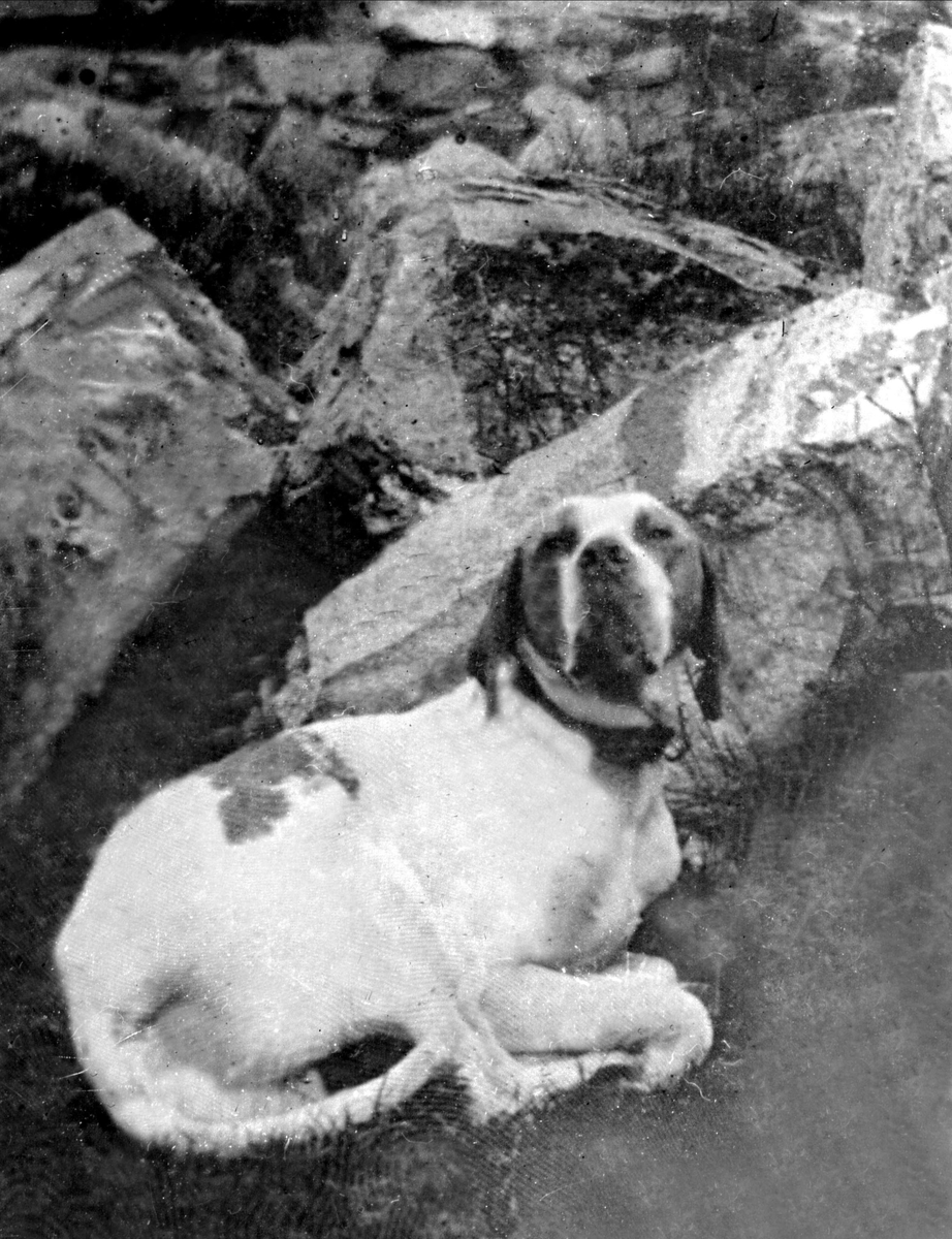 Gustav Borgen, Avfotografering. Portrett, hund på stranda.