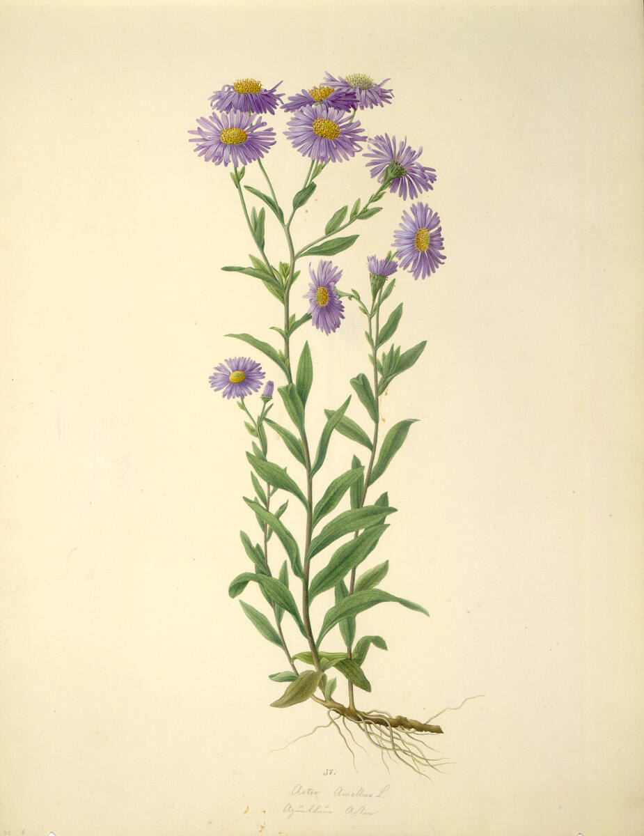 AugustRokert, Aster Amellus L - Berg-Aster