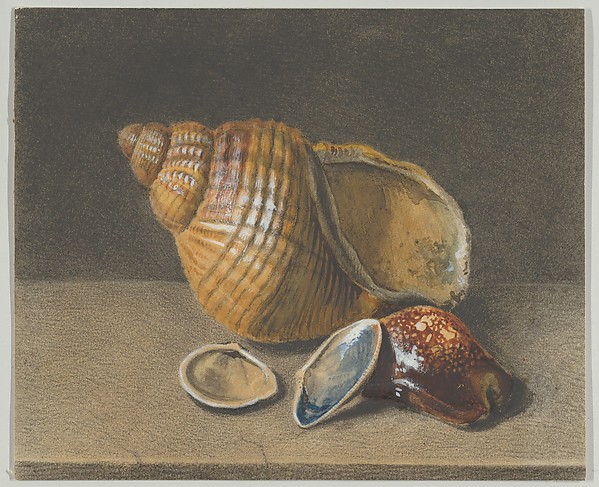 Anonymous, A Cowrie, and a Larger and Two Smaller Shells