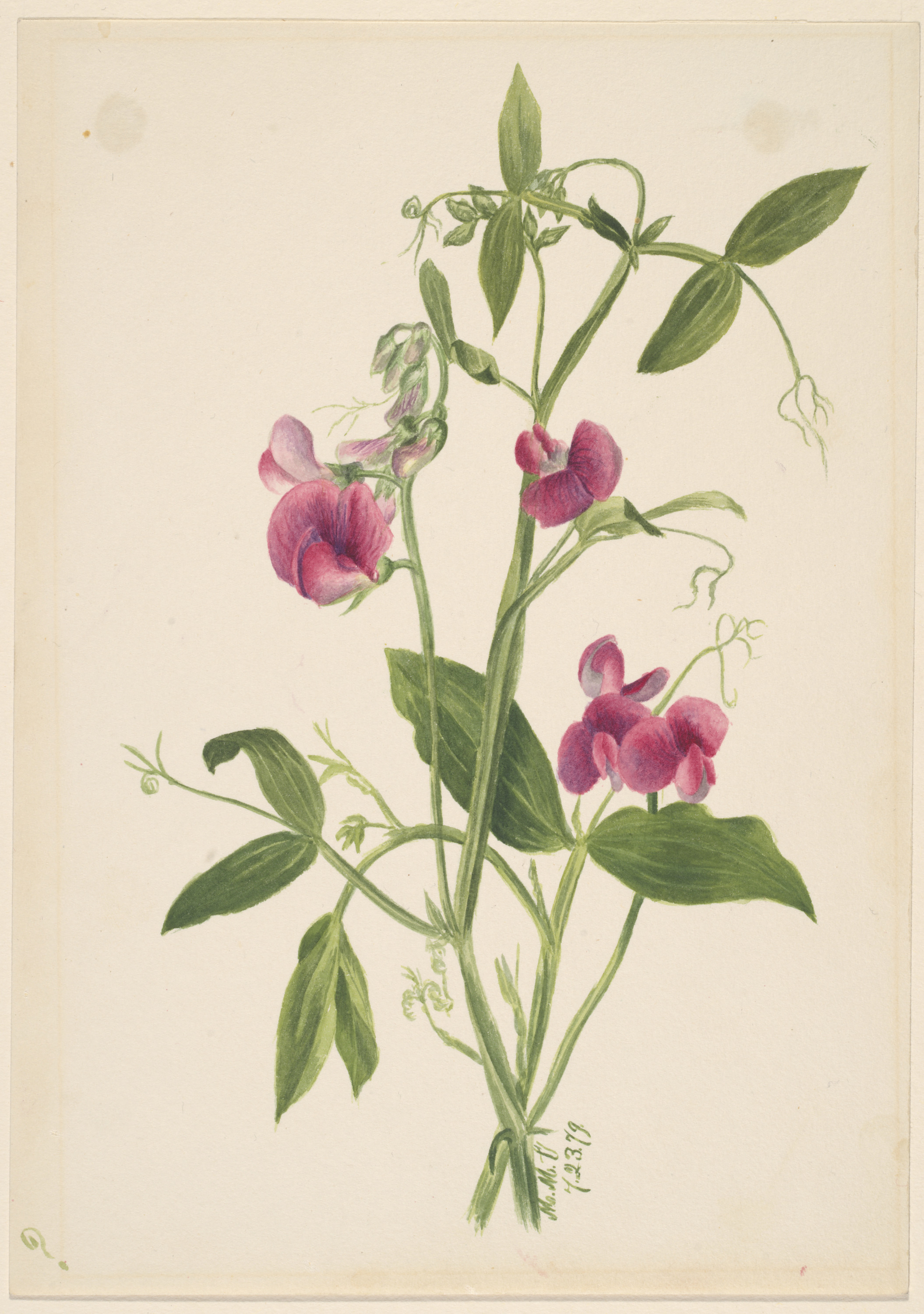 Mary Vaux Walcott, (Untitled--Flower Study)