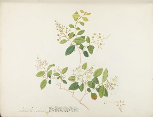 unknown, Flowers and Fruits