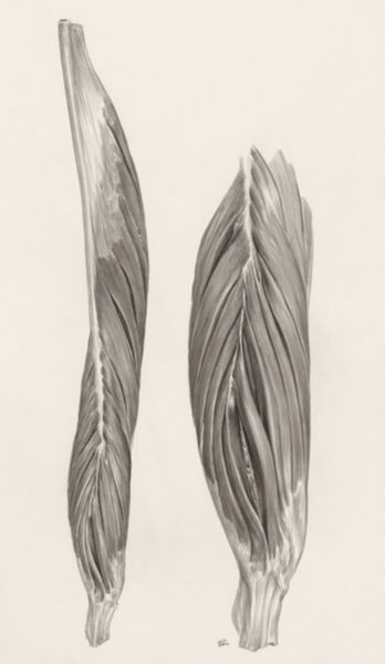 J Tinkelenberg, Muscular tissue