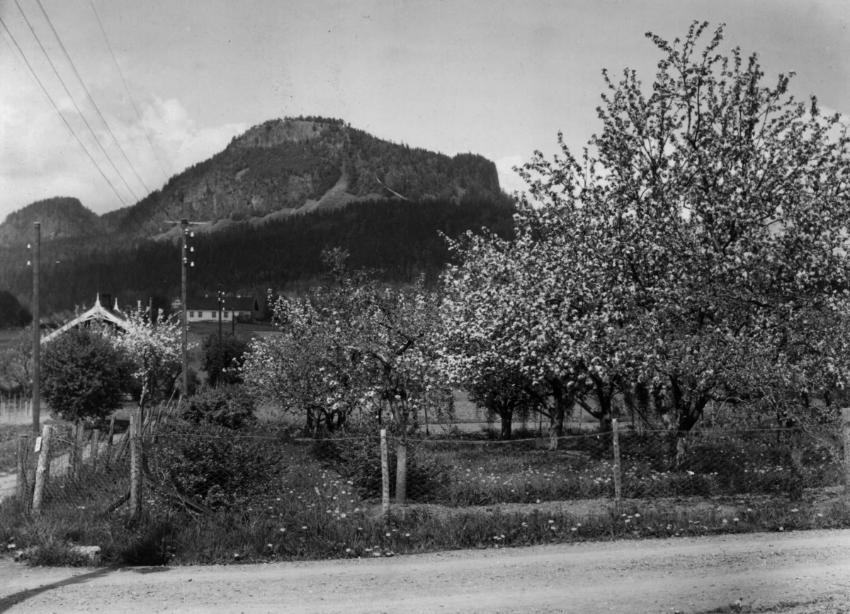 Anders Beer Wilse, Frukthage, epletre, Kolsås.
