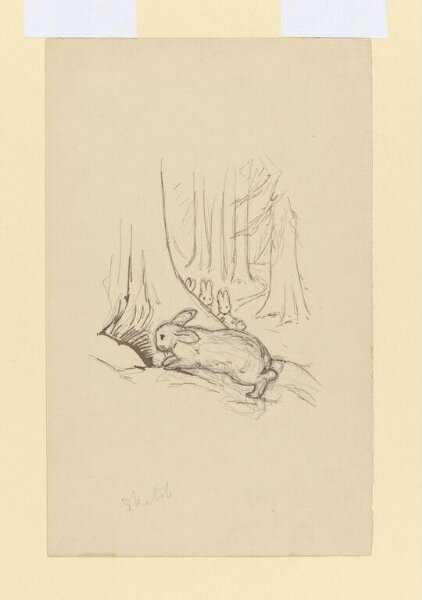 Potter, Beatrix, drawing