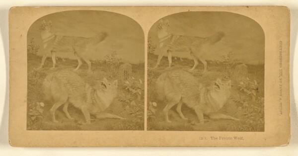 Benjamin West Kilburn, The Prairie Wolf.
