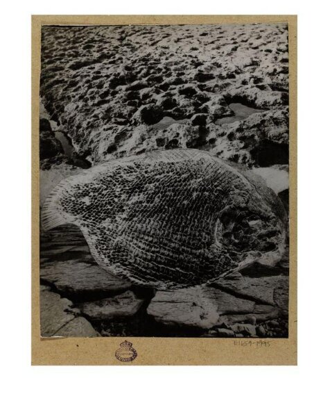 Unknown, Photograph of photomontage