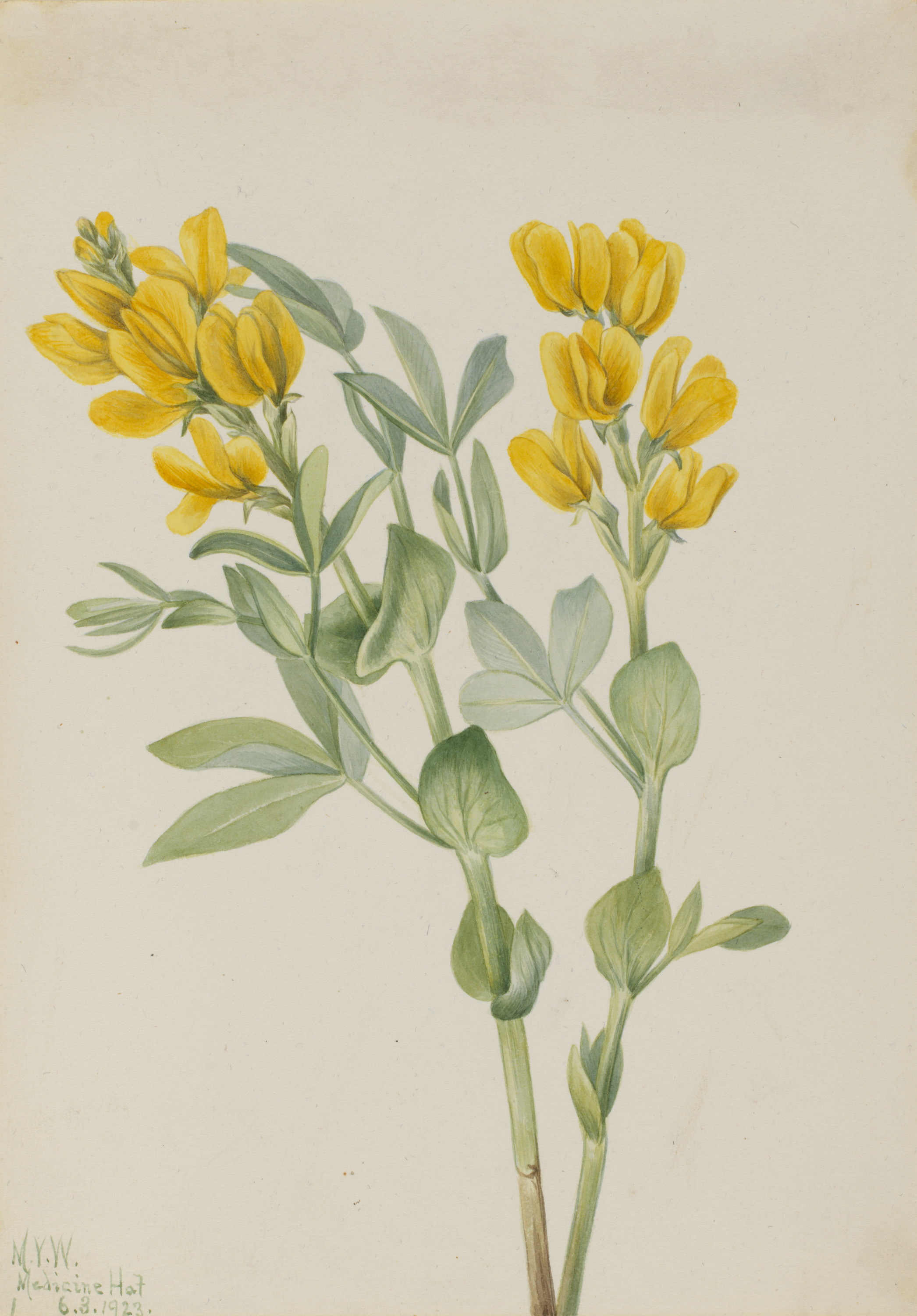 Mary Vaux Walcott, Goldenpea (Thermopsis rhombifolia)