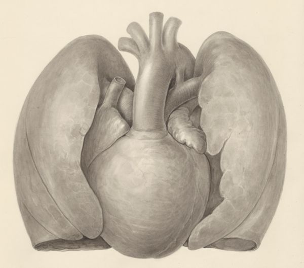 H.G Wetselaar, Heart and adjacent organs