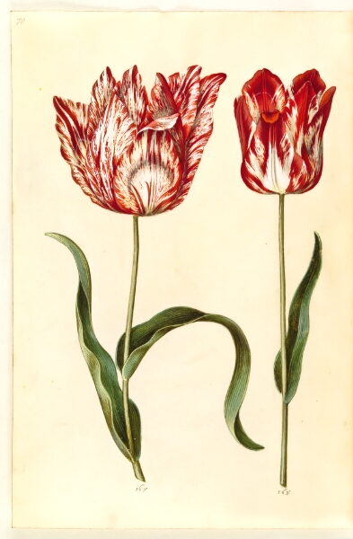 Hans Simon Holtzbecker, Tulipa gesneriana (have-tulipan)