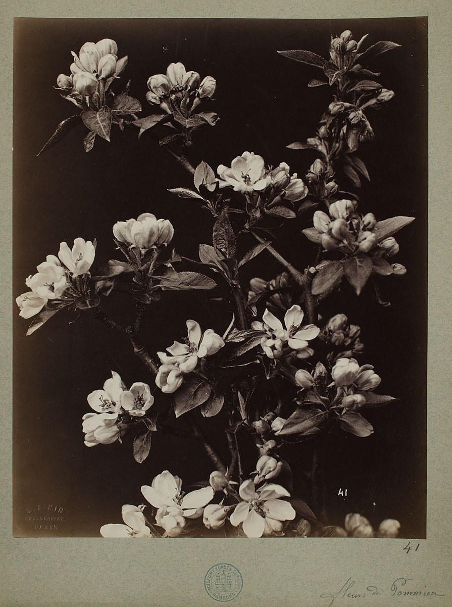 Constant Alexandre Famin, 41. Fleur du Pommier