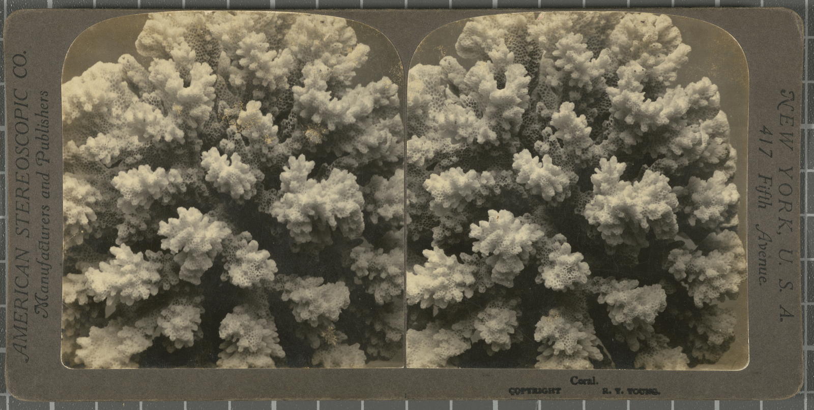 Desconegut, Coral American Stereoscopic Company