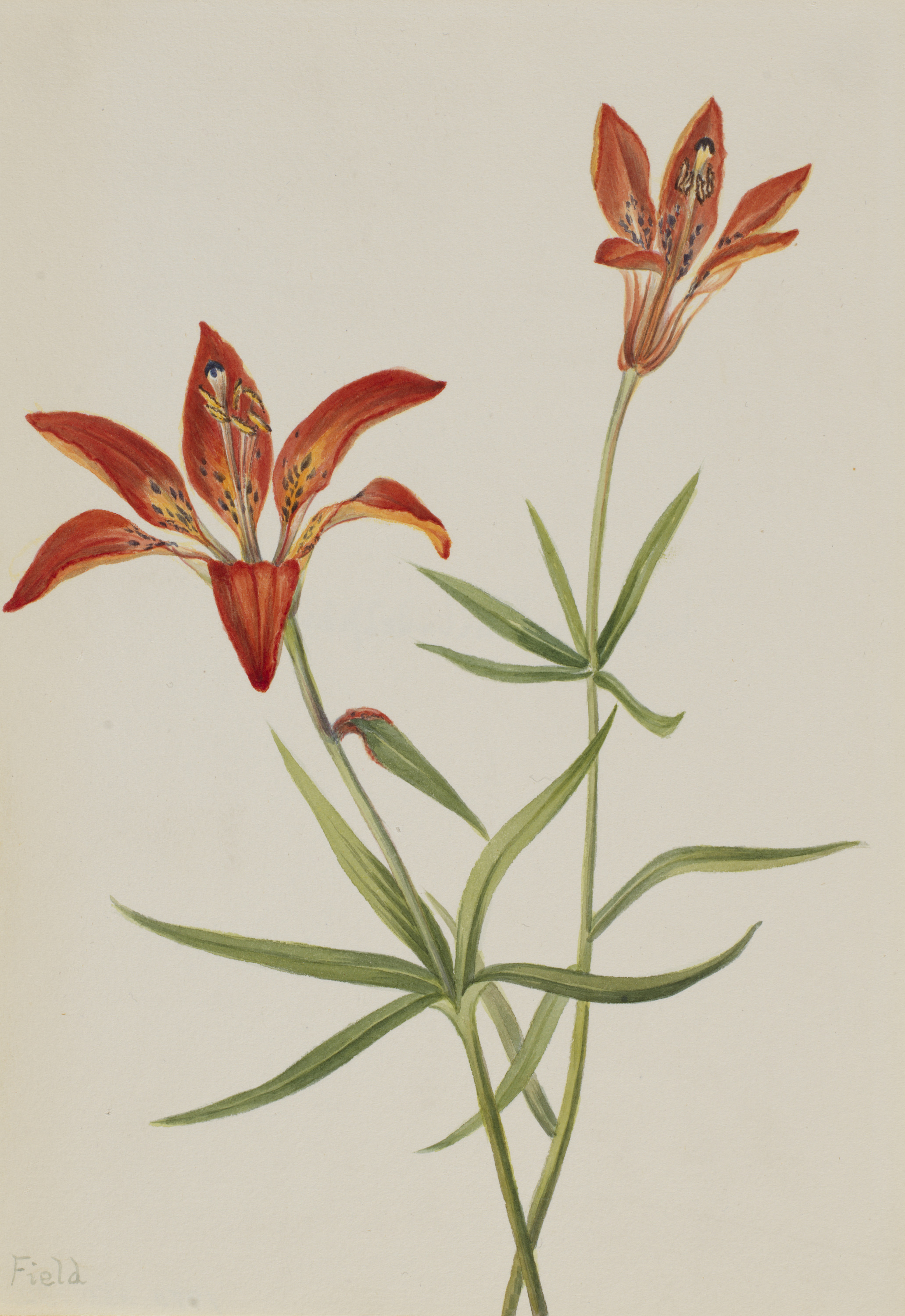 Mary Vaux Walcott, Lily (Lilium montanum)