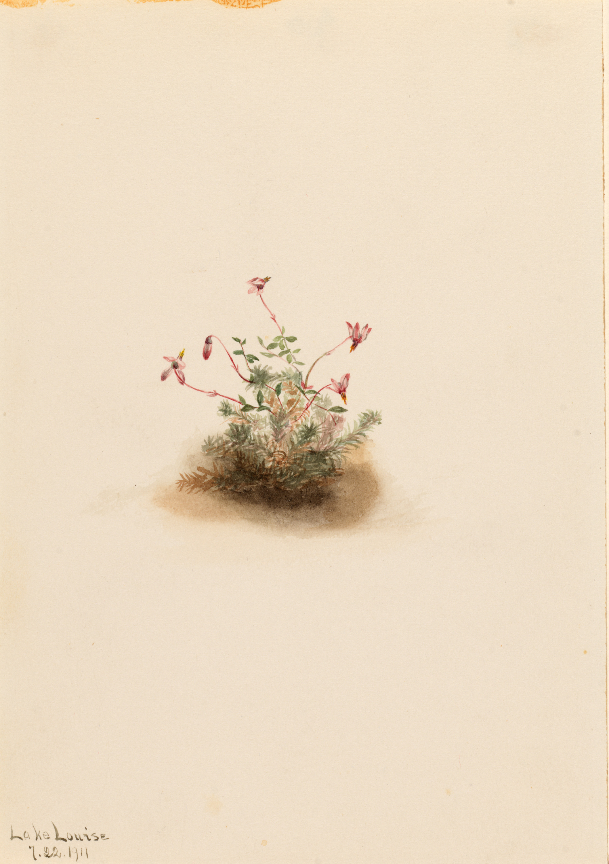 Mary Vaux Walcott, Small Cranberry (Oxycoccus palustris)