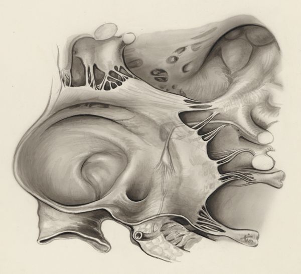J Tinkelenberg, Tissue of the embryonic heart