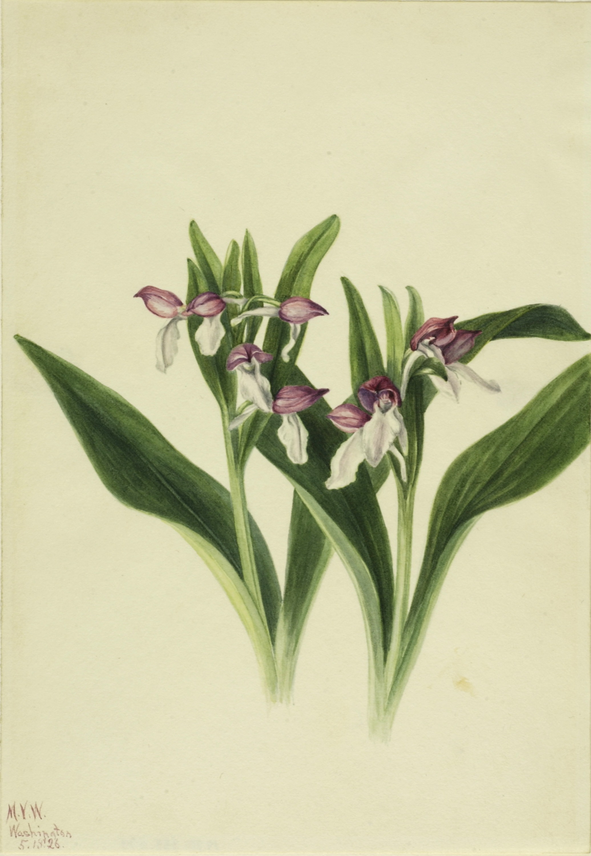 Mary Vaux Walcott, Showy Orchis (Orchis spectabilis)